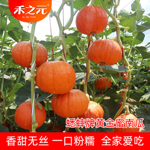 蔬菜 四季 禾之元 红贝贝南瓜种子正宗板栗味粉糯香甜小南瓜种籽春季