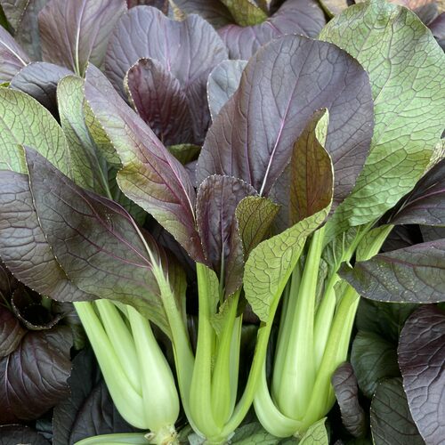 紫童油菜种子紫油菜籽