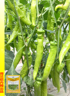 圣琪大羊角椒种子辣椒早熟黄绿色大果形四季春季夏秋冬籽蔬菜种孑