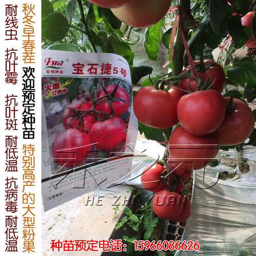 宝石捷5号番茄种子西红柿 种苗线虫抗叶霉抗叶斑抗ty耐低温耐线虫 - 封面