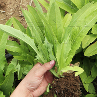 油麦菜种籽四季种子春季秋冬四季盆栽籽种阳台油麦菜菜种籽大全苗