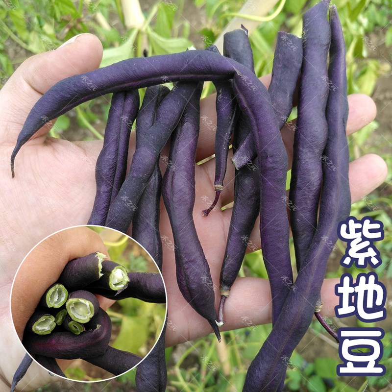 黑地豆种籽四季豆种子紫色花青素春季喜秋冬季盆栽阳台现在种蔬菜 - 实物图