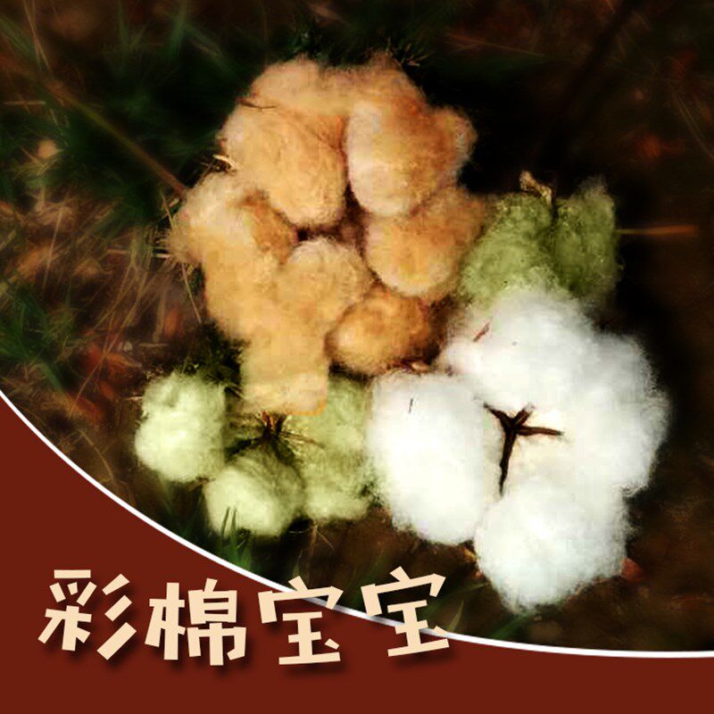 彩棉种子彩棉宝宝盆栽棉花花卉阳台盆栽种籽四季幼儿园新疆