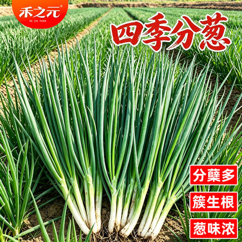 台湾四季小香葱种子种籽小葱分枝多四季可播分葱四季春夏秋季种孑 - 封面