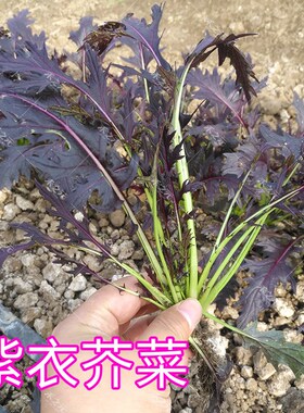 紫衣芥菜种子水菜种子水晶菜种籽四季紫色蔬菜种籽青菜春夏秋冬季