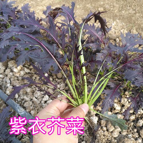 蔬菜紫衣水晶四季春夏芥菜