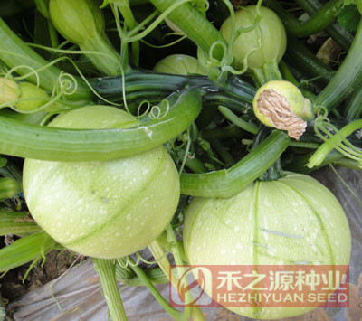 寿光绿珍珠耐高温禾之元蔬菜种子