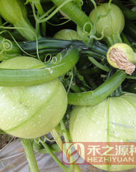 寿光蔬菜种子绿珍珠圆西葫芦极早熟耐高温种孑种籽水果禾之元种业