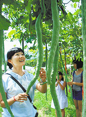 蛇豆蛇瓜种子四季播特大葫芦春季四季观赏种籽野菜盆栽蔬菜种孑阳