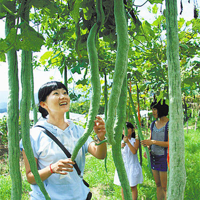 豆蛇瓜特大葫芦野菜盆栽孑阳种子