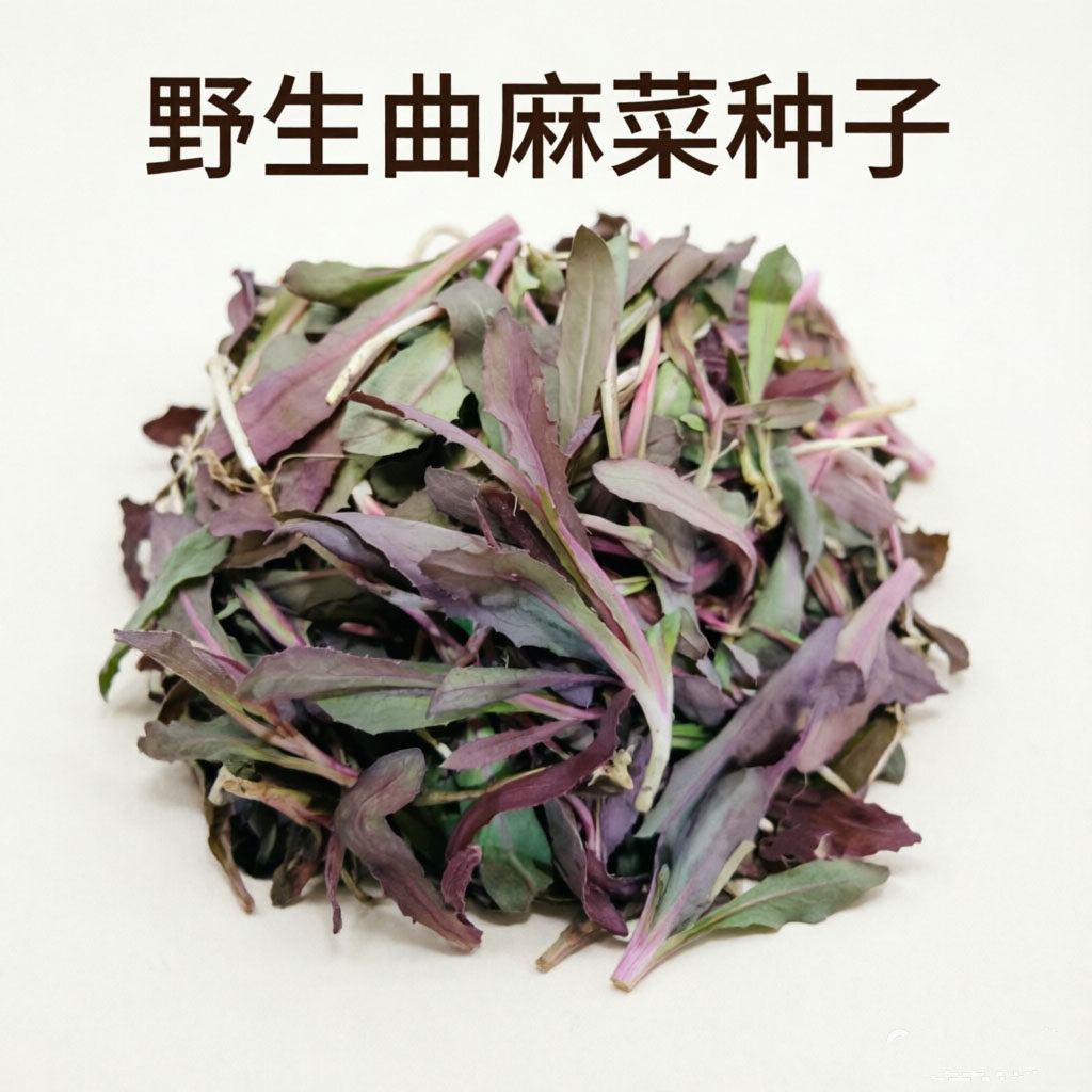 曲麻菜种籽叶菜野菜苦麻菜种子苦菜种籽四季春夏秋冬播阳台盆栽