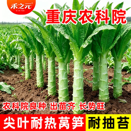 双尖莴笋籽耐热尖叶莴苣