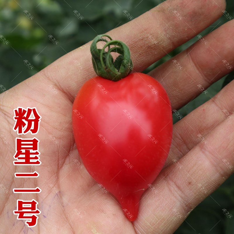 粉星2号樱桃番茄种子超甜农科院