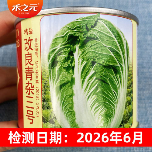 改良三号青岛秋季山东胶州大白菜