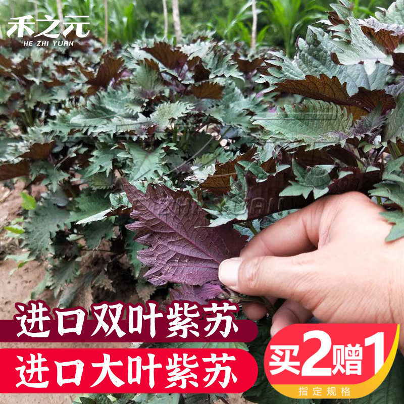 紫苏子种籽 价格 怎么样 图片