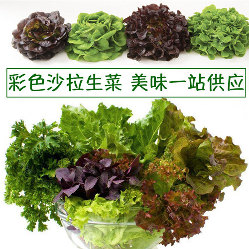 意大利生菜种孑四季结球生菜蔬菜