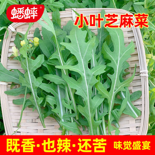 种子芝麻菜蟋蟀沙拉四季