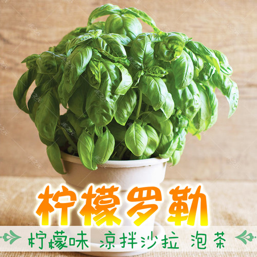 食用九层塔籽柠檬罗勒种子四季