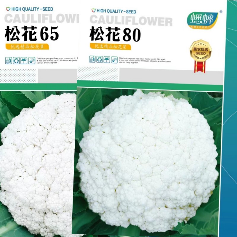 松花65松花菜种子青梗花椰菜