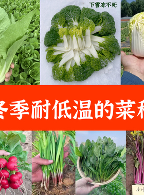 秋季冬季蔬菜种子大全菠菜香菜小白菜籽韭菜四季生菜种孑葱青菜籽
