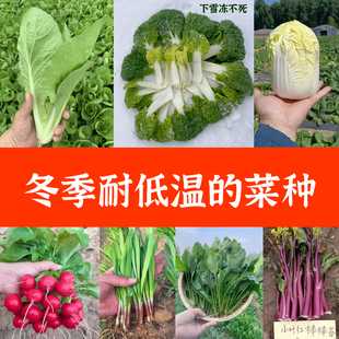 生菜种孑葱青菜籽 蔬菜种子大全菠菜香菜小白菜籽韭菜四季 秋季 冬季