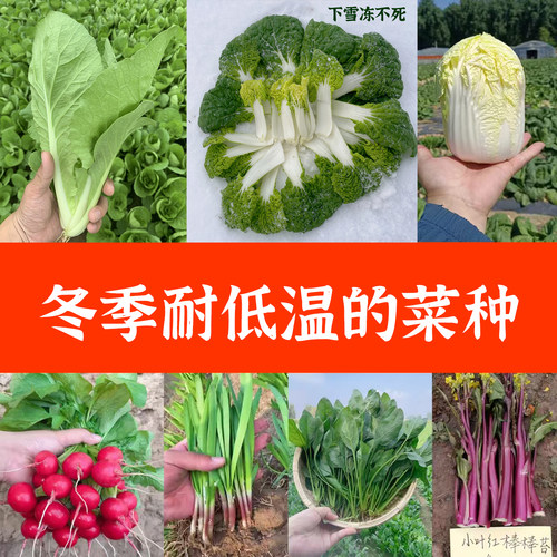 四季秋季冬季蔬菜种籽葱青菜籽