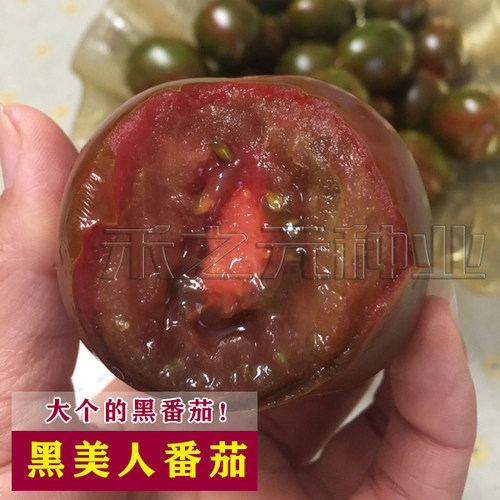 紫砂大黑番茄四季盆栽水果种子
