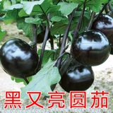 Тяндзин быстрые круглые баклажаны семян семян растительные овощи 孑 четыре сезона