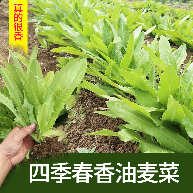 油麦菜籽种子大全油麦菜种四季盆栽春秋冬季蔬菜种籽农家孔雀菜种 鲜花速递/花卉仿真/绿植园艺 家庭园艺种子 原图主图