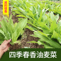 油麦菜籽种子大全油麦菜种四季盆栽春秋冬季蔬菜种籽农家孔雀菜种