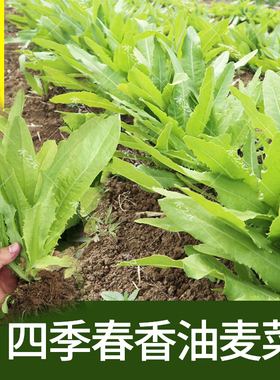 油麦菜籽种子大全油麦菜种四季盆栽春秋冬季蔬菜种籽农家孔雀菜种