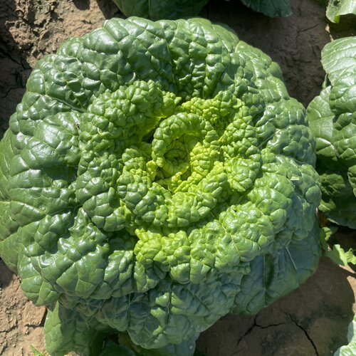 黄心春四季种孑乌塌菜