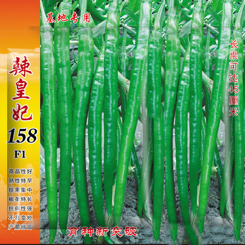 辣皇妃辣椒线椒种籽种孑长尖椒种子辣椒种子大棚四季露天春秋菜种