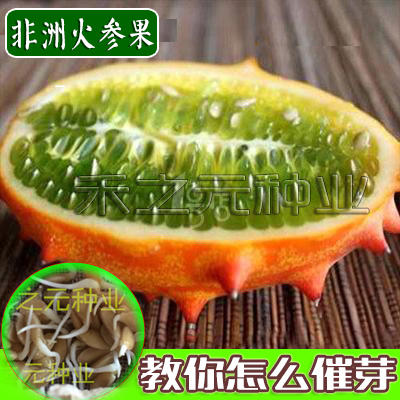 蔬菜非洲蜜瓜四季盆栽火参果