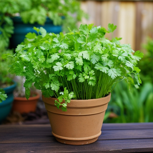 四季 小青菜籽阳台盆栽小叶香菜种子蔬菜种籽孑菜籽菜种小香菜籽种