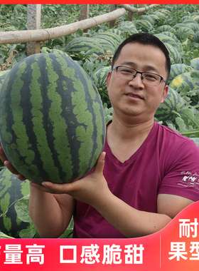 甜王西瓜种子8424红玉麒麟懒汉西瓜种籽种四季春季2k西瓜苗秧孑