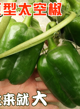 太空椒种子巨型超大辣椒种籽高产甜椒蔬菜籽寿光蔬菜种孑籽农家