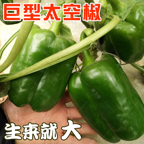 农家种子巨型辣椒高产寿光蔬菜