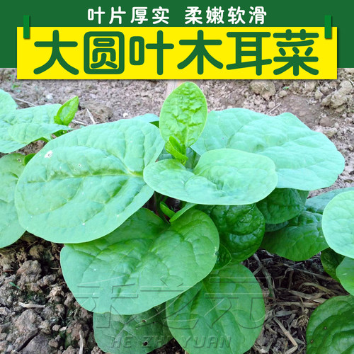 大叶木耳菜种子四季盆栽蔬菜