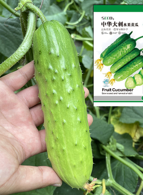 中华大刺水果黄瓜种子菜籽旱黄瓜种籽四季黄瓜秋盆栽苗秧蔬菜种孑