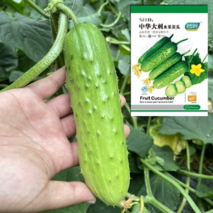 中华大刺水果黄瓜种子菜籽旱黄瓜种籽四季 黄瓜秋盆栽苗秧蔬菜种孑