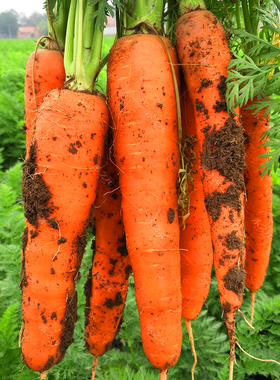 禾之元胡萝卜种子红水果萝卜四季秋冬蔬菜种籽大全胡萝卜种孑种籽