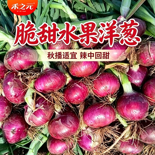 紫宝红宝洋葱种子紫皮红皮洋葱