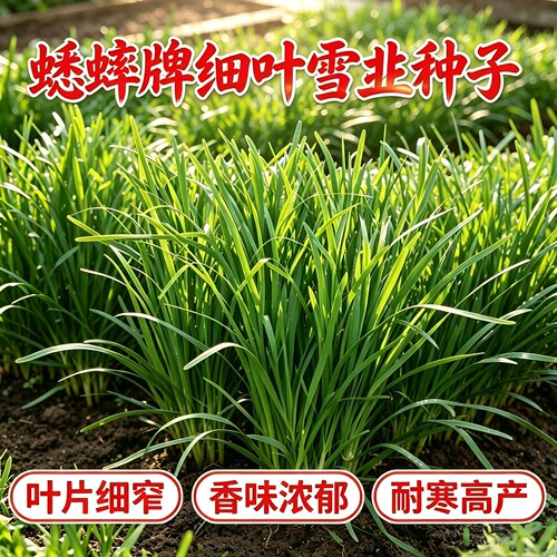 红根小细叶韭菜种子农家蔬菜韭菜根苗菜种大全盆栽韭菜种籽四季 - 封面