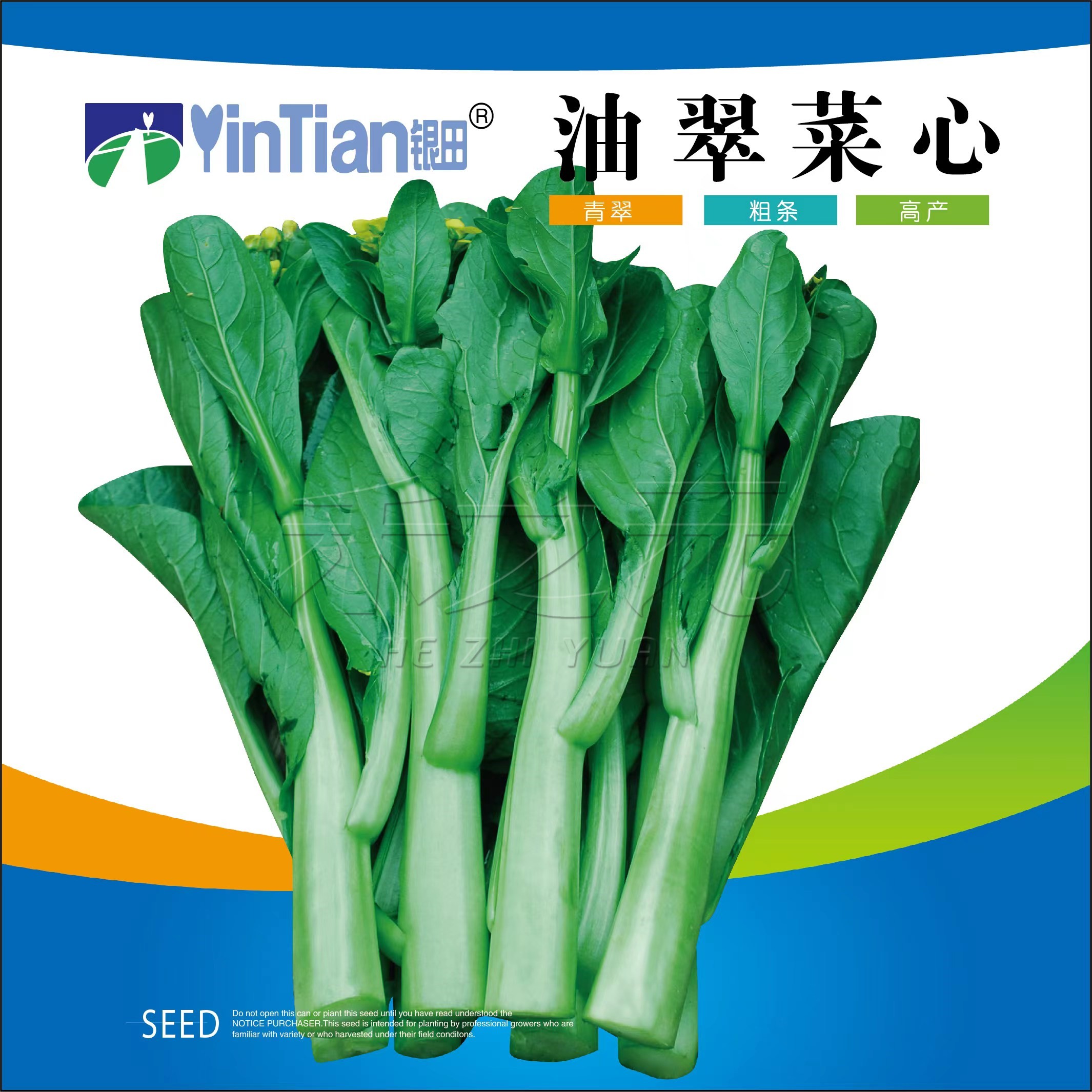 油翠菜心种子青翠粗条高产