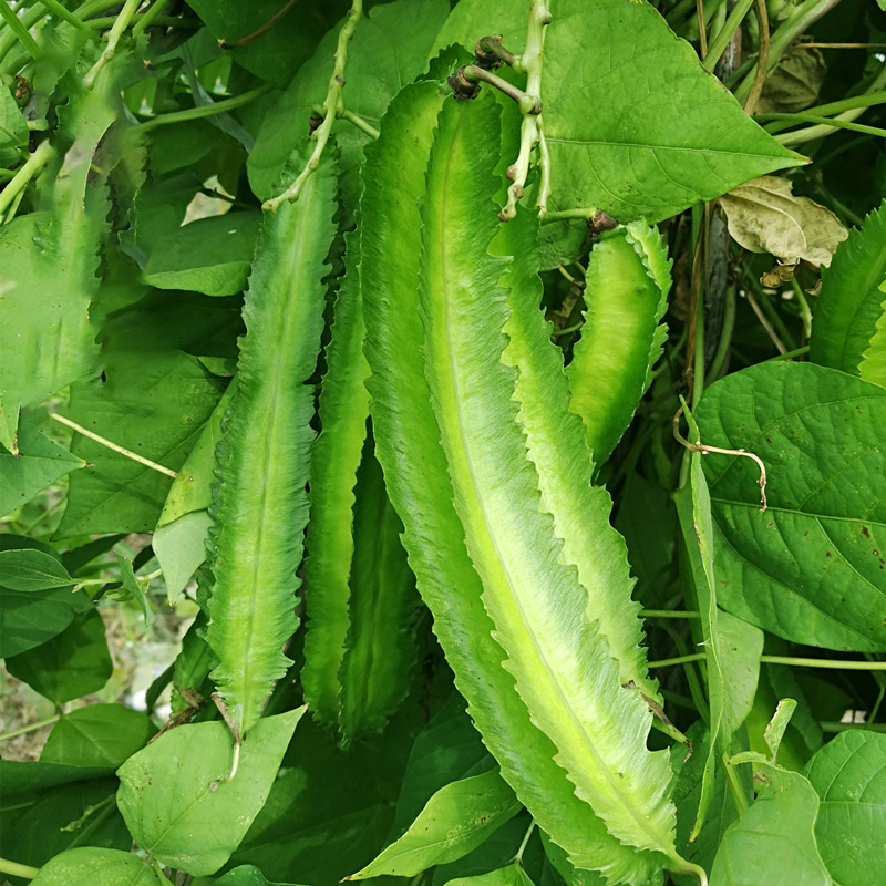 四棱豆种子苗蔬菜种子豆角四角豆