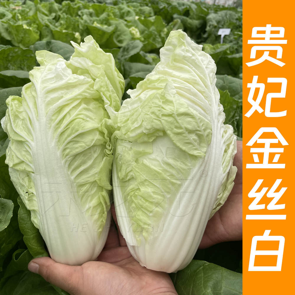 娃娃菜种子快菜白菜种子