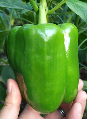 青椒种子红椒黄高产甜椒种籽四季辣椒五彩春季南方禾之元蔬菜种孑