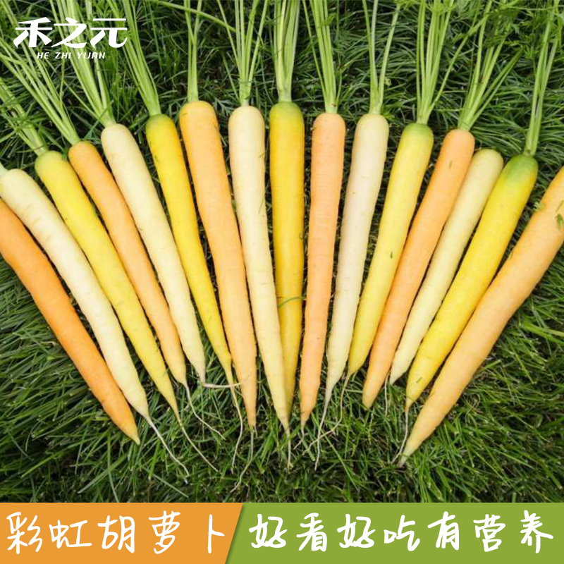 荷兰进口早熟水果四季胡萝卜种子