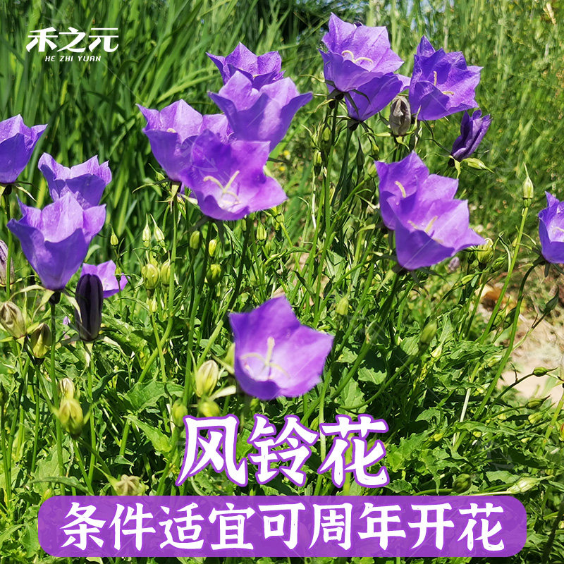 风铃花种子进口切花四季播种室内阳台盆栽花卉庭院易种活草花种籽